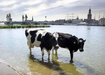 Koeien in de IJssel