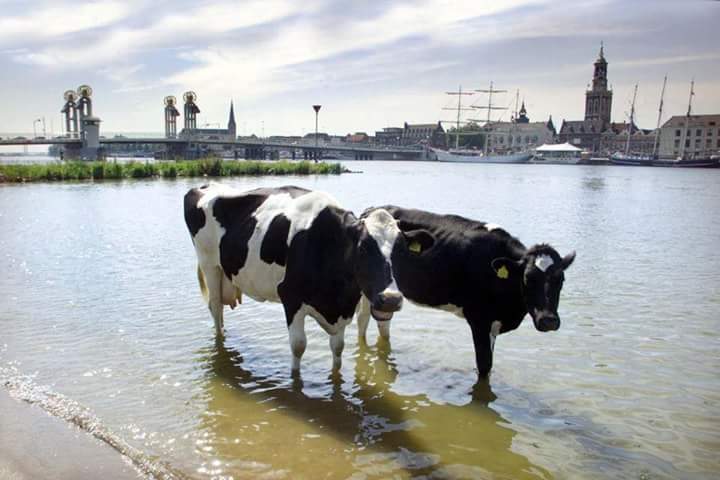 kamper ui(t)dagen elke donderdag in de zomer